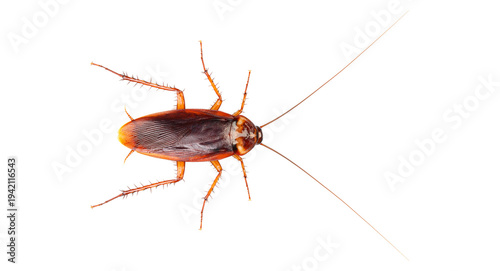 Foto Isolated pest insect crawling viewed from above, brown cockroach with antennae a