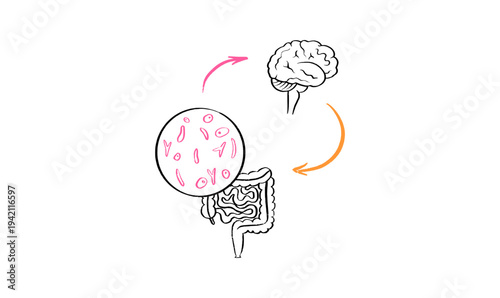 Gut Brain Connection