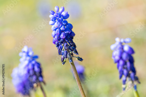 Fotografie blue grape hyacinth