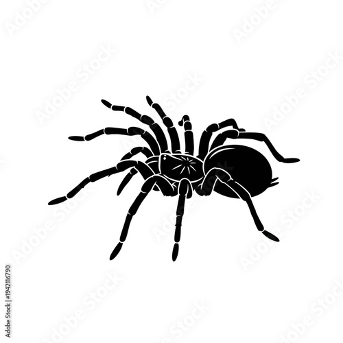 Black and white illustration of a tarantula spider on a white background.
