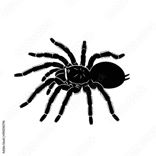 Black silhouette of a tarantula spider isolated on a white background.