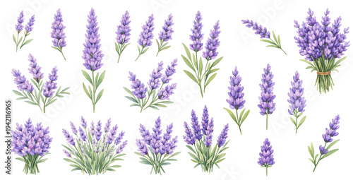 A charming watercolor collection of lavender flowers featuring delicate purple botanical sprigs and aromatic garden blooms.