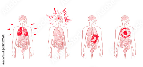 Internal Organs Sketch