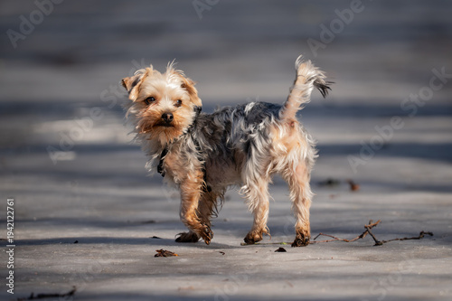 Konstfotografi Energetic Yorkshire Terrier puppy running and playing on melting snow in spring