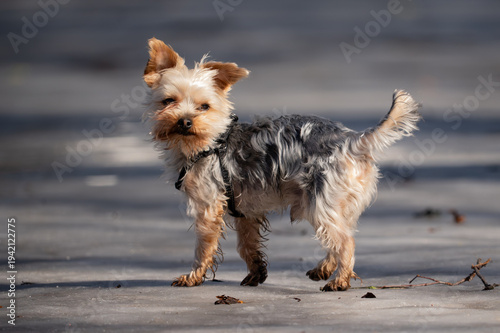 Tableau sur toile Energetic Yorkshire Terrier puppy running and playing on melting snow in spring