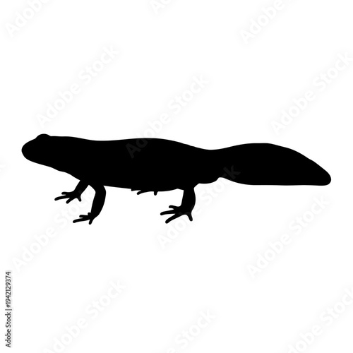Silhouette of a newt isolated on a white background, perfect for design.