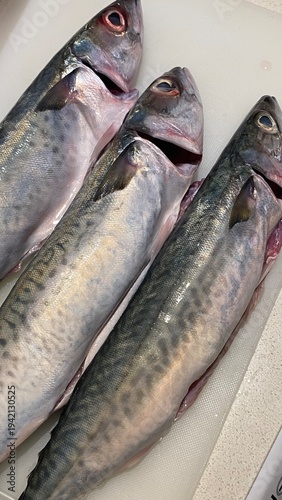 A top-down, close-up shot of three fresh, whole Atlantic mackerel (Scomber scombrus) resting on a white plastic cutting board. The photo highlights the iridescent blue and silver skin