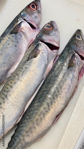 A top-down, close-up shot of three fresh, whole Atlantic mackerel (Scomber scombrus) resting on a white plastic cutting board. The photo highlights the iridescent blue and silver skin