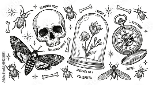 A vintage illustration featuring moths, a skull, and botanical specimens in a glass cloche from an antique collector's viewpoint