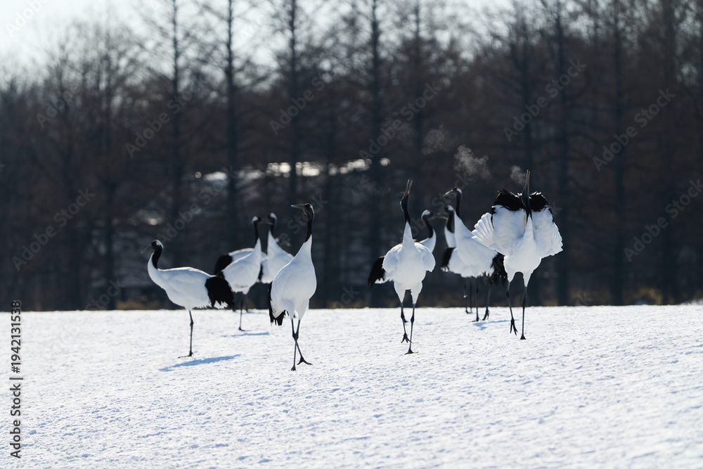 Fototapeta premium 鶴のダンス