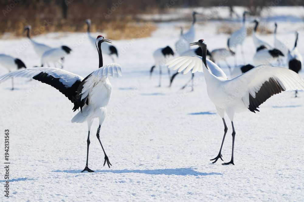 Fototapeta premium 鶴のダンス