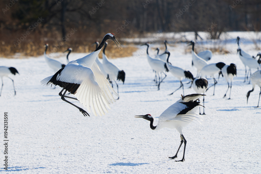 Fototapeta premium 鶴のダンス