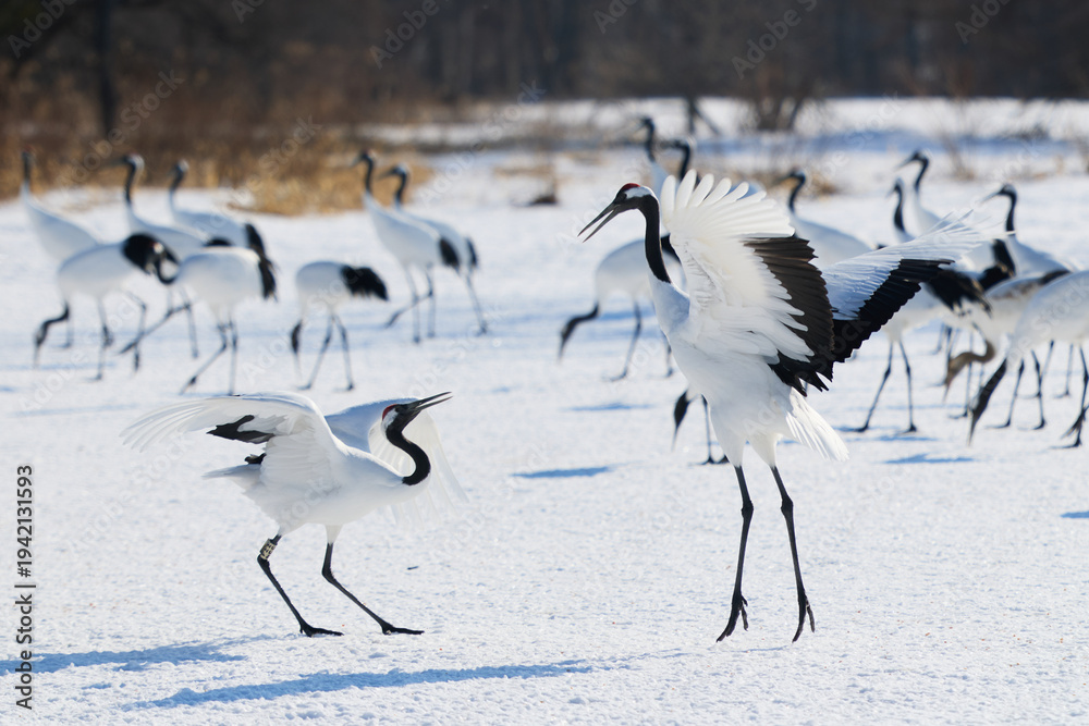 Fototapeta premium 鶴のダンス