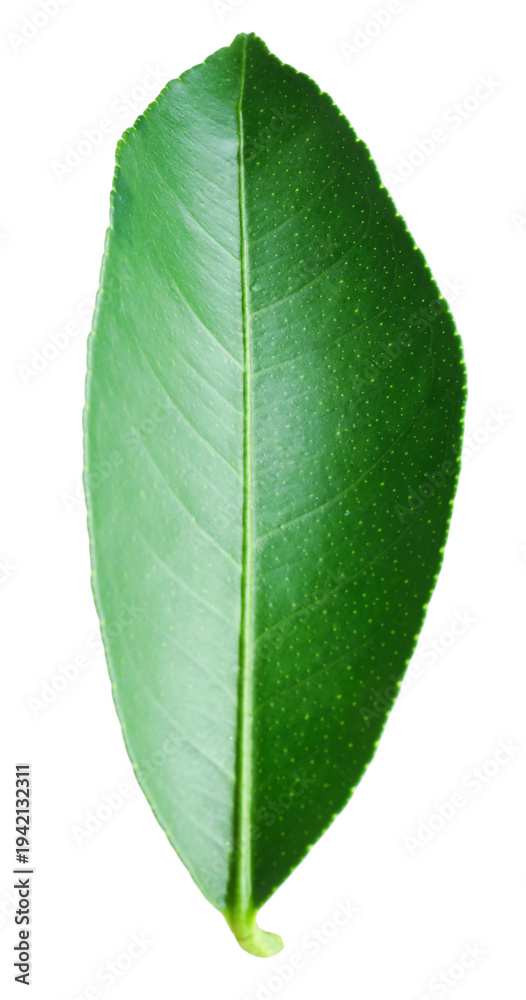 Obraz premium Fresh green leaf of citrus plant isolated on white