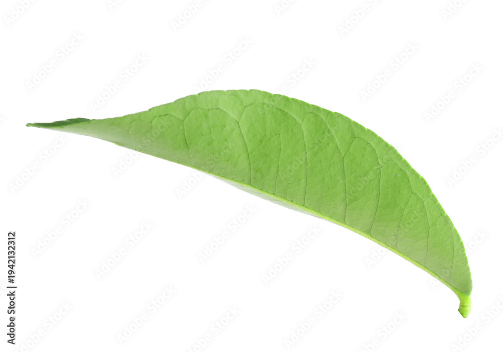 Obraz premium Fresh green leaf of citrus plant isolated on white
