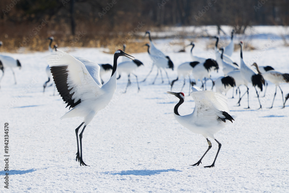 Fototapeta premium 鶴のダンス