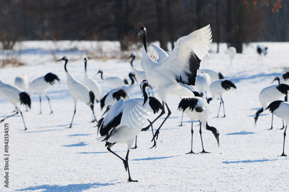 Fototapeta premium 鶴のダンス