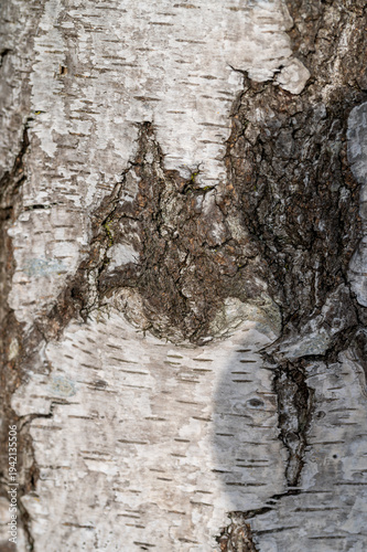 Fotografie Natural silver birch bark texture