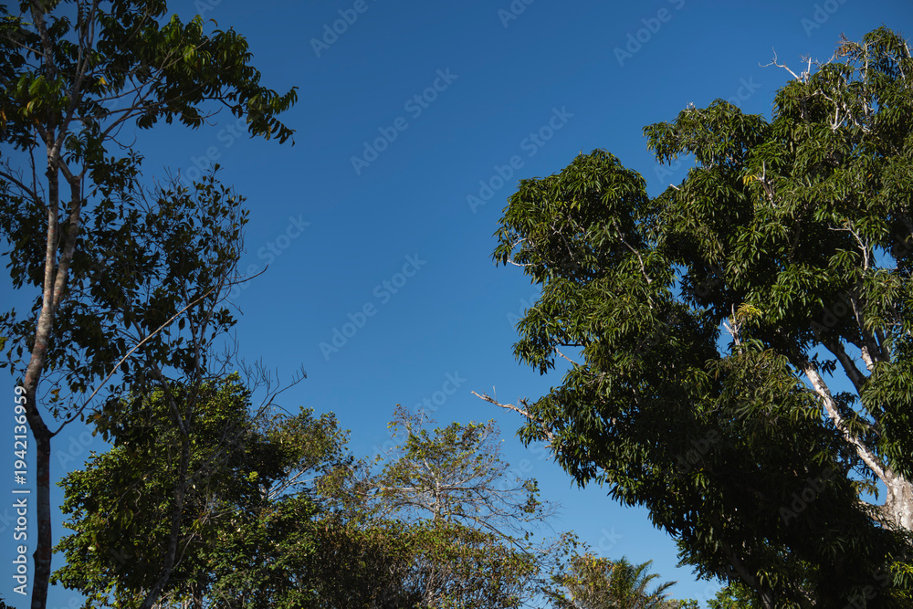 Obraz premium Low angle view of tall trees in a lush tropical rainforest with sunlight filtering through the dense green canopy. Natural forest environment with vibrant foliage, biodiversity and ecological atmosphe