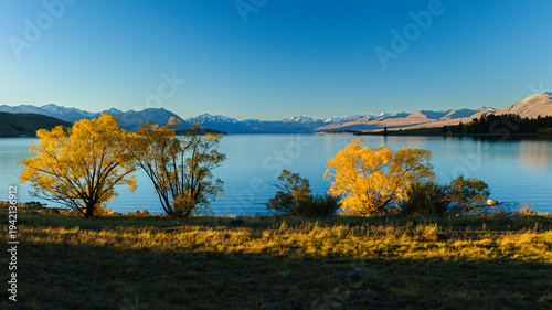 Photos Iconic Golden Tree at Lake Tekapo with Snow-Capped Mountains in Background