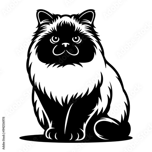 Himalayan Cat Sitting