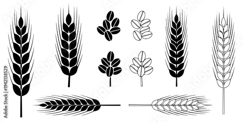 Wheat, rye and barley ears vector set. Agricultural harvest icons and grain seeds for bakery logo, brewery design, organic food packaging, and farming concepts.