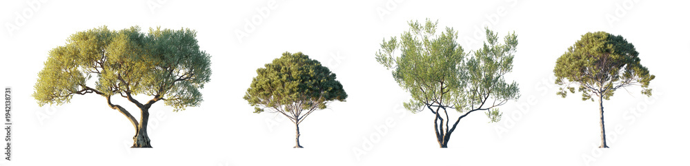 Fototapeta premium Mediterranean set: Pinus Pinea and Olea Europaea (stone pine, italian stone pine, european olive) isolated PNG on a transparent background premium nature cutout
