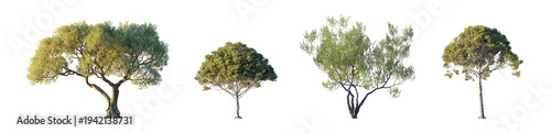 Mediterranean set: Pinus Pinea and Olea Europaea (stone pine, italian stone pine, european olive) isolated PNG on a transparent background premium nature cutout