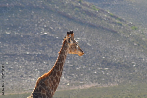 Photography Safari Giraffe