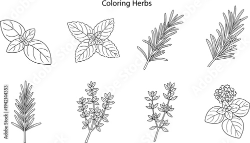 Collection of outline drawings of various culinary herbs for coloring pages