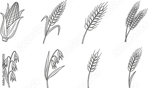 Collection of hand-drawn cereal grains including corn, wheat, barley, and oats