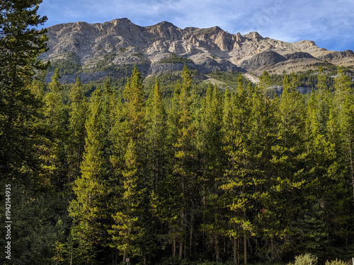 A dense pine forest beneath towering rocky mountains and a vivid blue sky. Conveying peaceful wilderness and outdoor adventure scenery in the Rocky Mountains during summer.