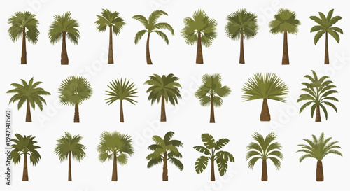 A diverse collection of different Palm trees on a light background, showcasing variations of leaves and trunks. 