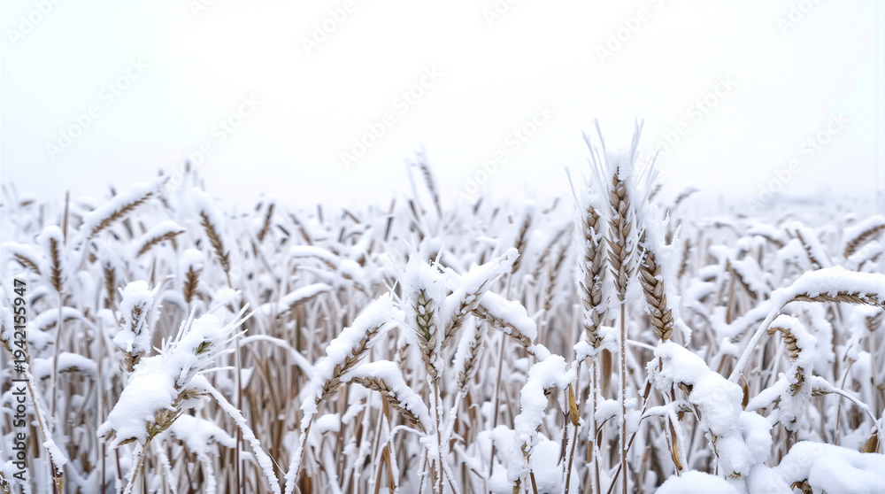 Naklejka premium Wheat field covered in thick white snow during winter. Frosty cereal crops in rural agricultural landscape.