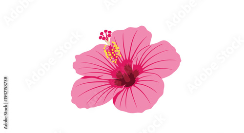 A single, brightly colored pink hibiscus flower with a dark red center and yellow stamens is positioned against a plain white background.