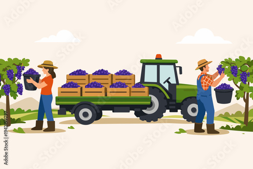 Farmers harvesting ripe purple grapes in a vineyard and loading them into wooden crates on a green tractor trailer. Flat vector illustration of agricultural workers picking fruit in autumn.
