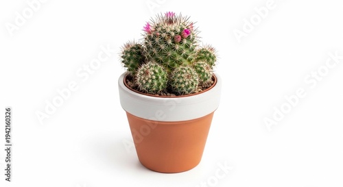 cactus isolated on white