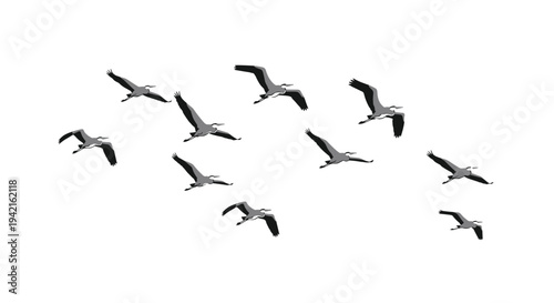 Eleven grey herons with black wingtips and orange beaks are depicted flying in a loose V-formation across a plain white background.