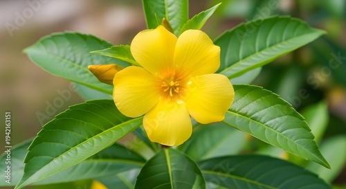 Vibrant yellow trumpet-shaped flower blooming amidst lush green foliage