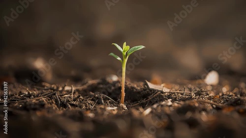 Young green seedling sprout emerging from rich soil in soft warm light symbolizing hopeful growth