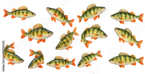 A charming watercolor collection of perch fish featuring freshwater fish illustrated in a natural wildlife fishing style.