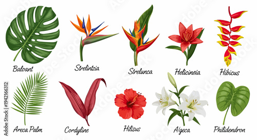 몬스테라, 극락조화, 헬리코니아, 히비스커스 등 다양한 열대 식물과 꽃들을 흰색 배경에 모아놓은 아름다운 컬렉션입니다.