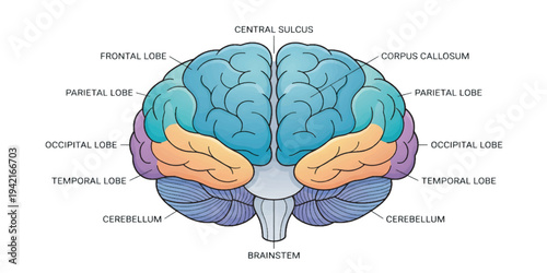 Human Brain Anatomy Diagram Illustration.