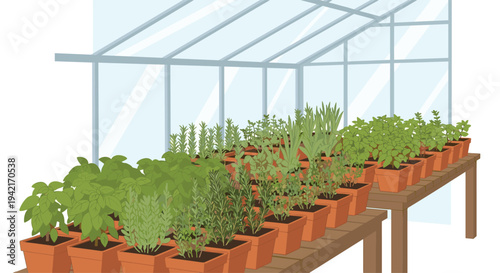 Inside a bright greenhouse, numerous small green potted herbs and plants are meticulously arranged in long rows on two light brown wooden tables.