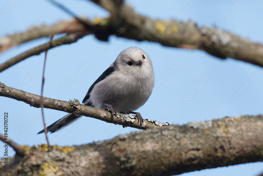 Fototapeta premium Long-tailed tit sitting on a branch