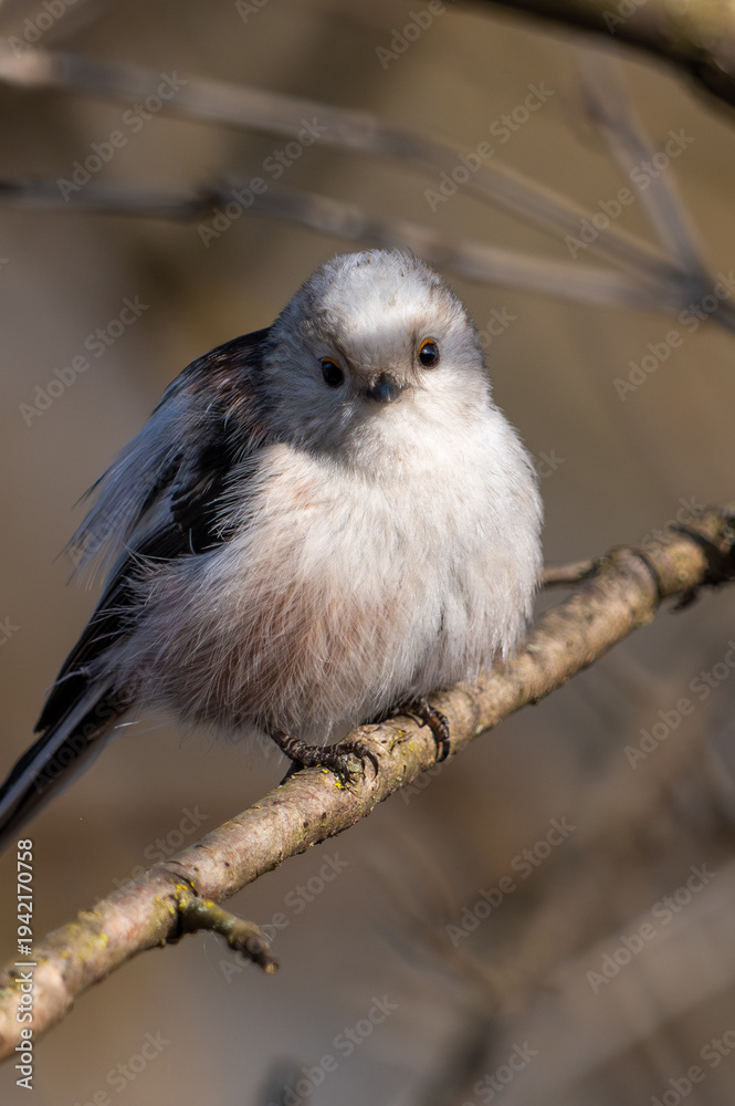 Obraz premium Long-tailed tit sitting on a branch