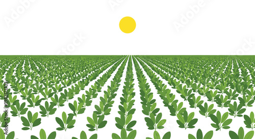 A vast, perfectly ordered field of small green plants extends towards the horizon under a clear white sky with a bright yellow sun positioned high.