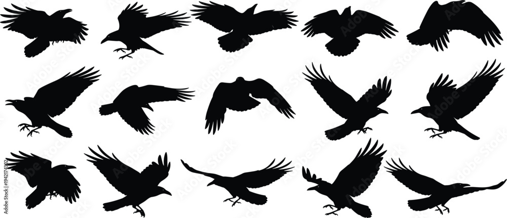 Obraz premium Flying raven silhouette collection with black crow bird in different wing positions isolated flat vector illustration set