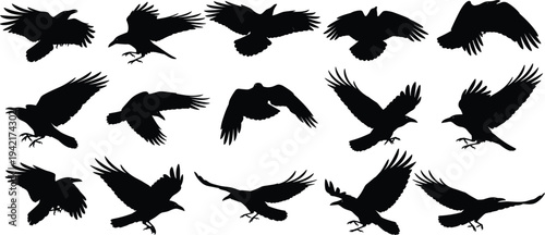 Flying raven silhouette collection with black crow bird in different wing positions isolated flat vector illustration set