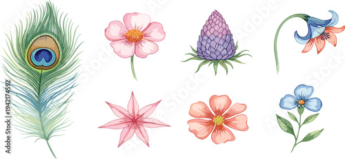 Peacock Feather and Floral Elements Vector Illustration Set with Decorative Flowers Botanical Design Collection